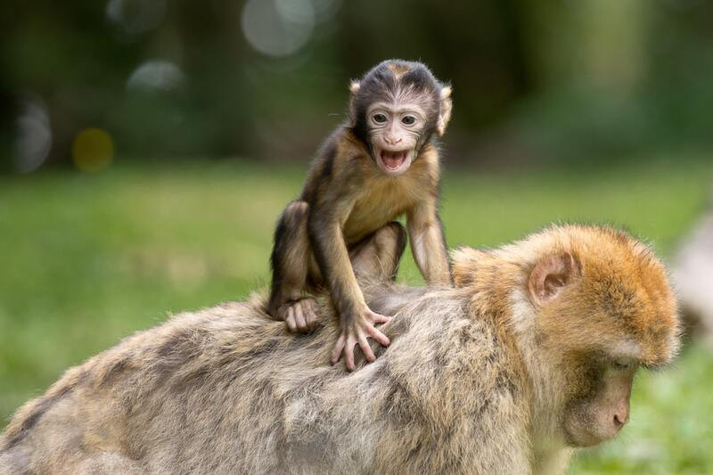 La problemática del tráfico de animales exóticos y protegidos en España